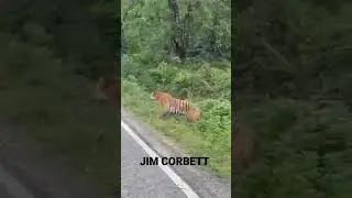 Sitabani Zone                 #Jim Corbett