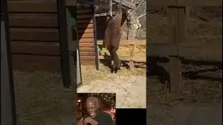 Funny Animals ||  #funnyshorts #viral #amusingmoments #burstsoflaughter #laugh #chucklefest