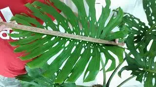 Very Tall, Well-Rooted Monstera Deliciosa Cutting With New Growth -- Etsy RedneckShrek