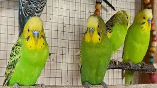 4 Hours of Happy Budgie Sounds: Cheerful Parakeet Chirps to Entertain Your Sad Budgies
