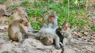 Wonderful Jane's family , Awesome journey wildlife monke-y #JA00473