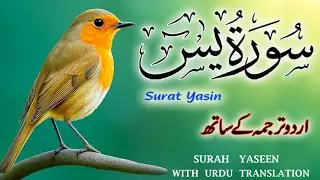 Surah Yaseen with Urdu Translation | Heart-Touching Recitation by Qari Ismail Al Nouri | Episode 293