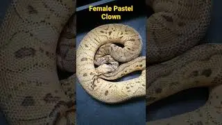 Female Pastel Clown Ball Python #shorts #shortsclip #youtubeshorts #youtube #snakes