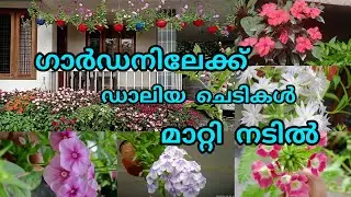 ഗാർഡനിലേക്ക് ഡാലിയ ചെടികൾ @High range garden 