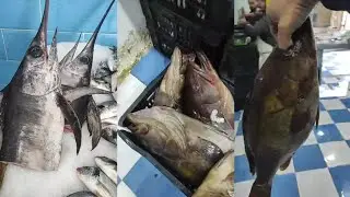 هذه الخيرات جادت بها شواطئ الجزائر 🇩🇿 فرجة ممتعة من مسمكة الصخرة السوداء عند أخينا حمزة