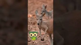 Amazing Kangaroo Facts You Didn&rsquo;t Know! | Nina and Mr. Smarty #education #explore #learning