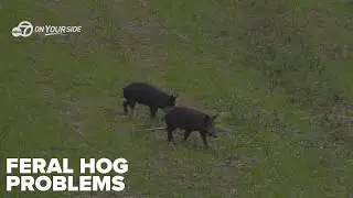 Feral hogs continue to spread across Arkansas, prompting more aggressive removal efforts