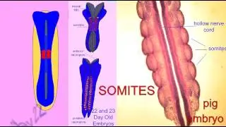 EMBRYONIC DEVELOPMENT: SOMITES