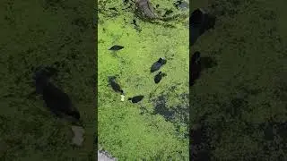 Lots of squeaking moorhen chicks