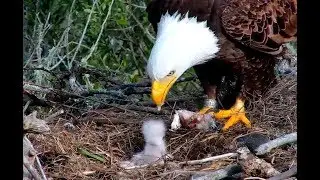Two bobbleheads for breakfast at Fraser Point Eagles.