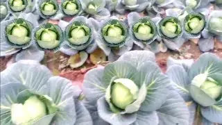 Cabbage Plant Growing P3, Cabbage Farming, Cabbage Farm Almost Ready For Harvesting 