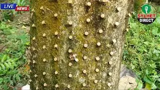 চির সবুজ এক বৃক্ষ আগর গাছ দেখুন কিভাবে আগর উৎপাদন হয়।