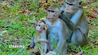 OMG poor orphan baby monkey look starving, Baby monkey crying hungry food