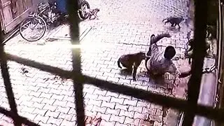 Caught on camera: Monkey gang attacks man in UP, forces him to the ground