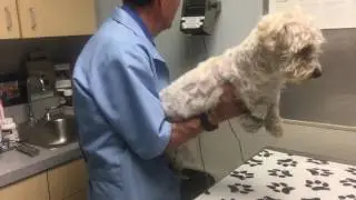 Samson initial vet
