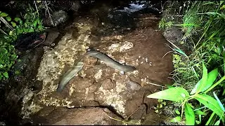 Feeding Eels 27 Jan 2026