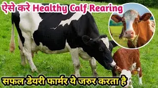 How to do Calf Rearing in Dairy Farming | Care of Calves Step-by-Step Complete Information |