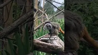 Meet the Amazon&rsquo;s Mustached Monkey Marvel #short#mindmatter  #PrimateFacts #RainforestLife