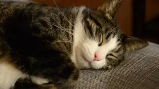 Shaky Handheld Video of a Cat Listening to Knower