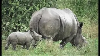 Watch this Rhino family with very small baby in the rain.