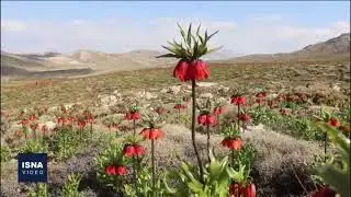 Evalue of the overturnal tulip plain plain of the overturn of Yasuj