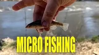MICRO FISHING - What is this FISH ?? - DUPAGE RIVER #bassfishing #bottomfishin