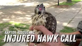 How Do You Know If A Hawk Is Injured? - Ep. 11