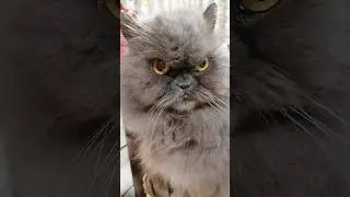 Funny cat eating #cat #cats #cute #catshorts #shorts #pets #видосыоткота #коты #funnyshorts #meow