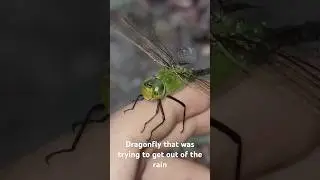 Beautiful dragon fly sheltering from rain #dragonfly