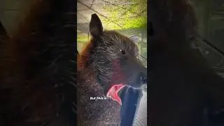 Что на самом деле видят животные 👀 | Зрение летучих мышей, голубей, комаров и кроликов: объяснение