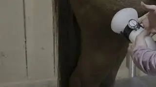Stifle Treatment