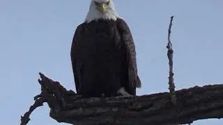 Bald Eagle sightings