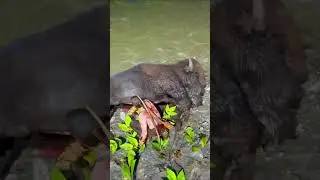 Simulate stunning survival skills #shorts #viralvideo #rdr2 #RDR2 #reddeadredemption #arthurmorgan