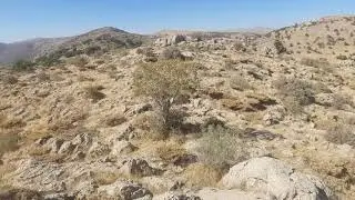 Dalahoo