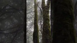 Binsar  Zero Point Trek (Binsar Wildlife Sanctuary)