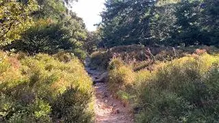 ASMR Mountain Ridge Walk in France 🇫🇷 | Route des Crêtes, Vosges & Alsace | Nature Sounds