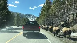 How to stay safe in Yellowstone National Park