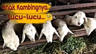 Kasih makan kambing yuk - Lets feed the goats - Kuntum FarmField Bogor