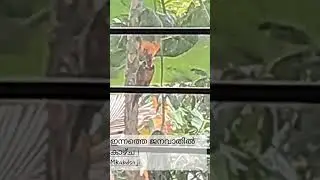 Nadanpattu.kilipattu.abdullasona.
