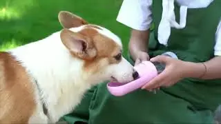 Portable Dog Water Bottle and Bowl - Perfect for Outdoor Activities with Your Dog!