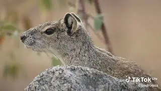 canto de moc&oacute;