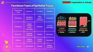 Structural Organisation in Animals | Epithelial Tissue | NEET 2026 & Class 11 Biology