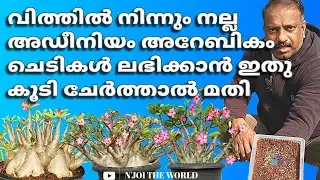 HOW TO GROW ADENIUM AREBICUM SEEDS IN SOIL/ SECRET INGREDIENT അഡീനിയം അറേബികം വിത്തുകൾ മുളപ്പിക്കാൻ