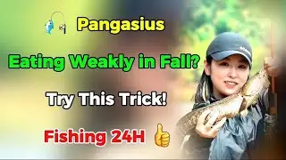 🎣 Pangasius Eating Weakly in Fall? Try This Trick! | Fishing 24H