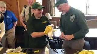 Web Extra: Peregrine Falcon Chicks Get Banded At Cathedral Of Learning