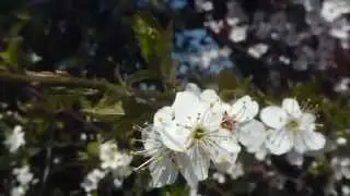 Wild Cherry - Tree blossoms - White flowers - Kirsuberjatr&eacute; - Gar&eth;tr&eacute; -  &Aacute;vaxtatr&eacute;