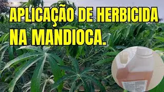 Herbicide application on cassava.