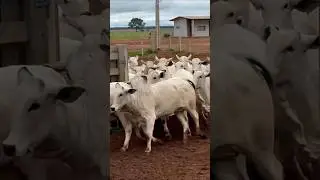 #fazenda #pecuarista #gado #agro #pecuaria #boigordo #Nelore #sindi #vaca #boi #novilha