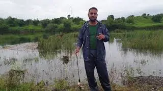 Indian snakehead fishing tips 2