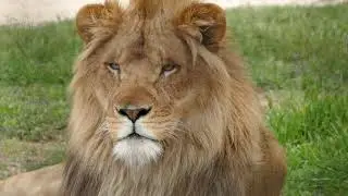 Monarto Zoo Lion Experience